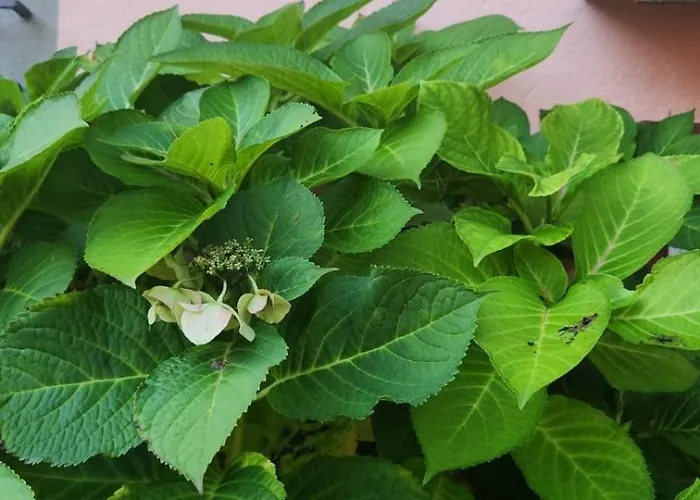 Il Senatore 3*